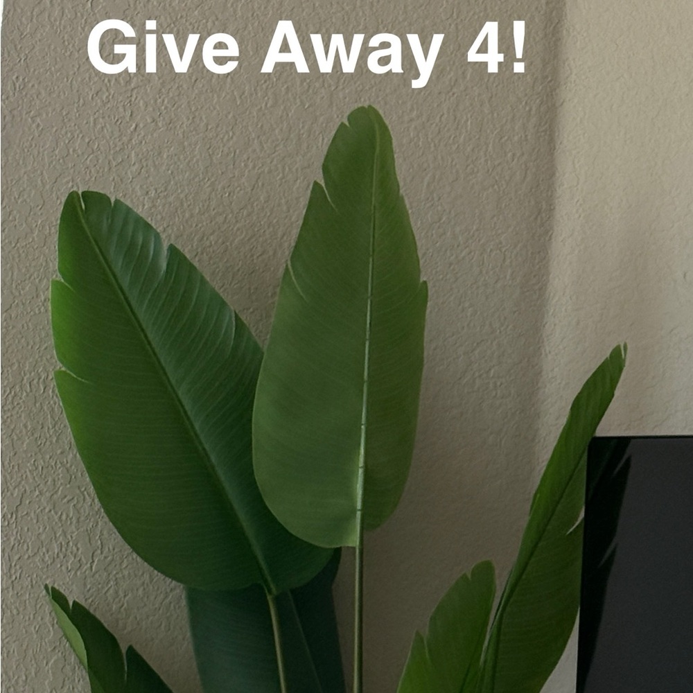 Large Green Leaf Plant